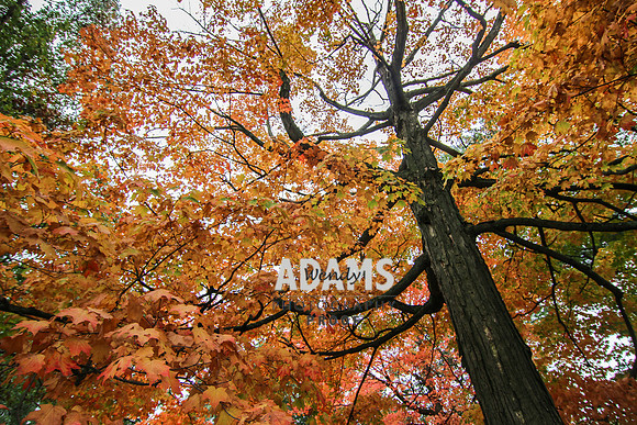 Autumn Tree