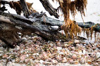 Sanibel Island, FL