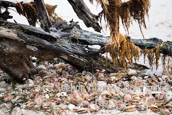 Sanibel Island, FL