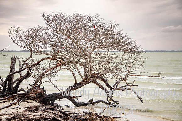 Sanibel Island Florida