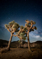 Joshua Tree California