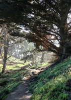 Point Lobos Park, California