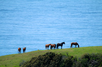 Horses by the coast